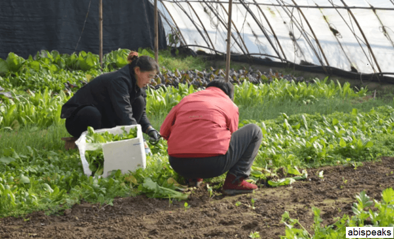 Beej Masaale Ki Yojana