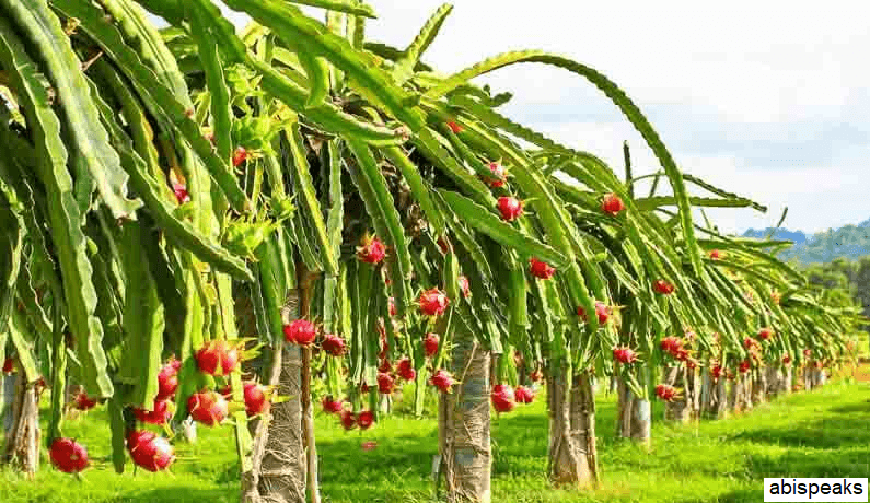 Dragon Fruit Vikas Yojana