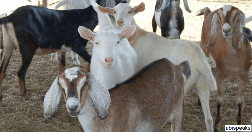 Goat Farm Yojana 