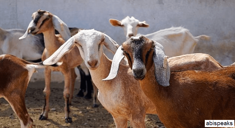Bakri Palan Yojana