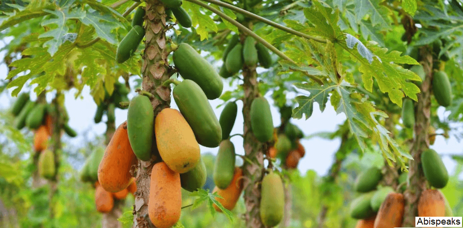 Bihar Papita Vikas Yojana