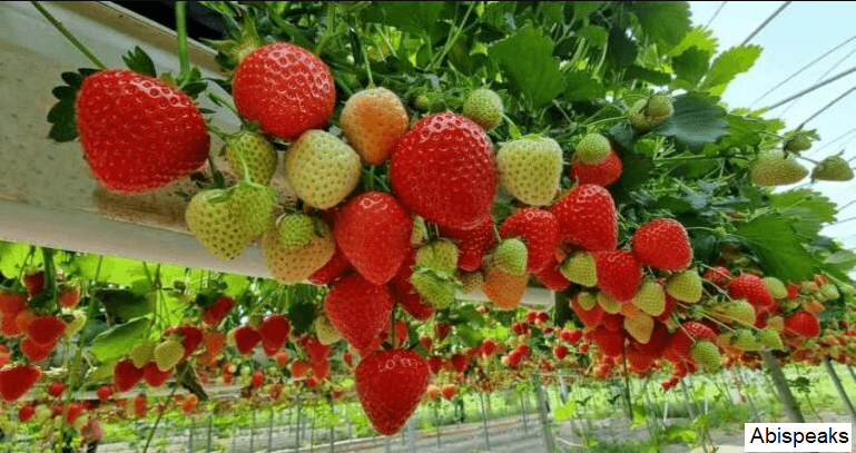 Bihar Strawberry Vikas Yojana